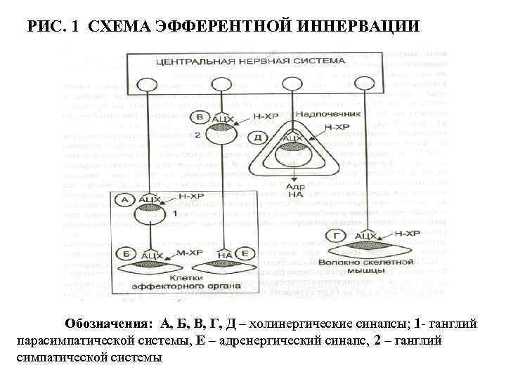 РИС. 1 СХЕМА ЭФФЕРЕНТНОЙ ИННЕРВАЦИИ Обозначения: А, Б, В, Г, Д – холинергические синапсы;