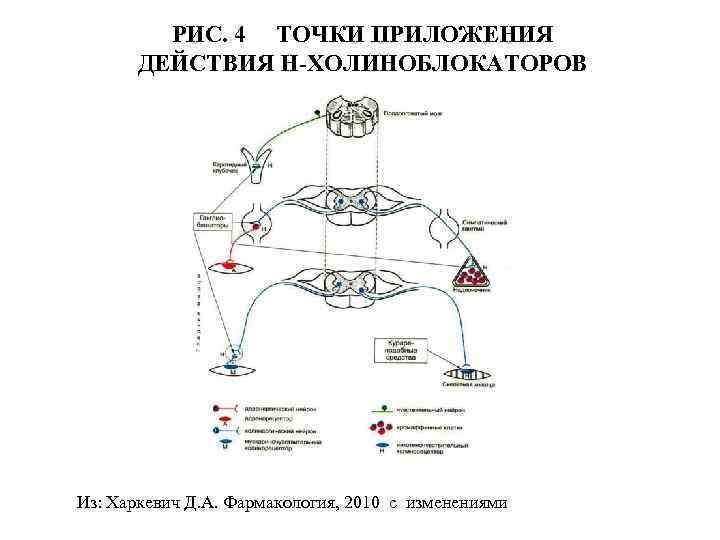 Используя рисунок объясните действие холиноблокаторов на глаз и механизм сопутствующих эффектов