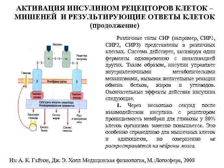 АКТИВАЦИЯ ИНСУЛИНОМ РЕЦЕЦТОРОВ КЛЕТОК – МИШЕНЕЙ И РЕЗУЛЬТИРУЮЩИЕ ОТВЕТЫ КЛЕТОК (продолжение) • Различные типы