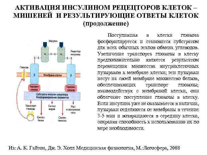 АКТИВАЦИЯ ИНСУЛИНОМ РЕЦЕЦТОРОВ КЛЕТОК – МИШЕНЕЙ И РЕЗУЛЬТИРУЮЩИЕ ОТВЕТЫ КЛЕТОК (продолжение) • Поступившая в