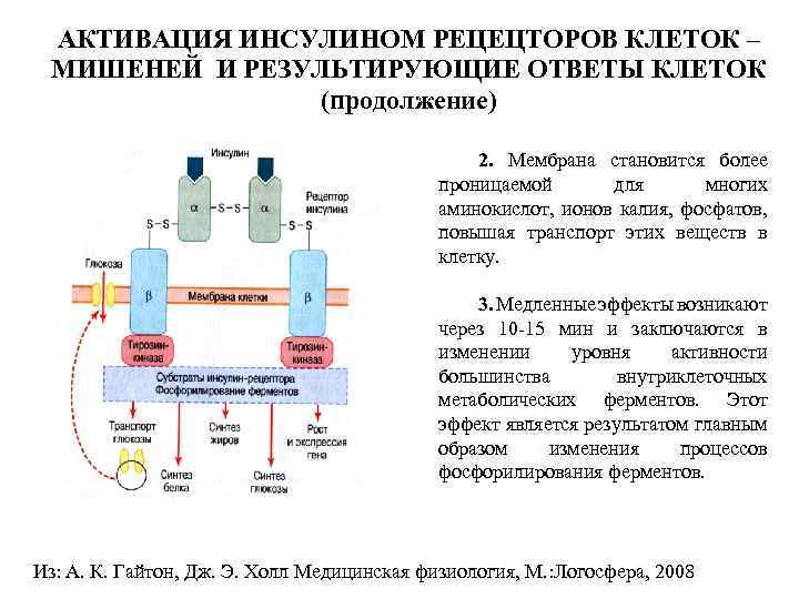 АКТИВАЦИЯ ИНСУЛИНОМ РЕЦЕЦТОРОВ КЛЕТОК – МИШЕНЕЙ И РЕЗУЛЬТИРУЮЩИЕ ОТВЕТЫ КЛЕТОК (продолжение) • 2. Мембрана