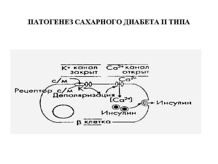 ПАТОГЕНЕЗ САХАРНОГО ДИАБЕТА II ТИПА 