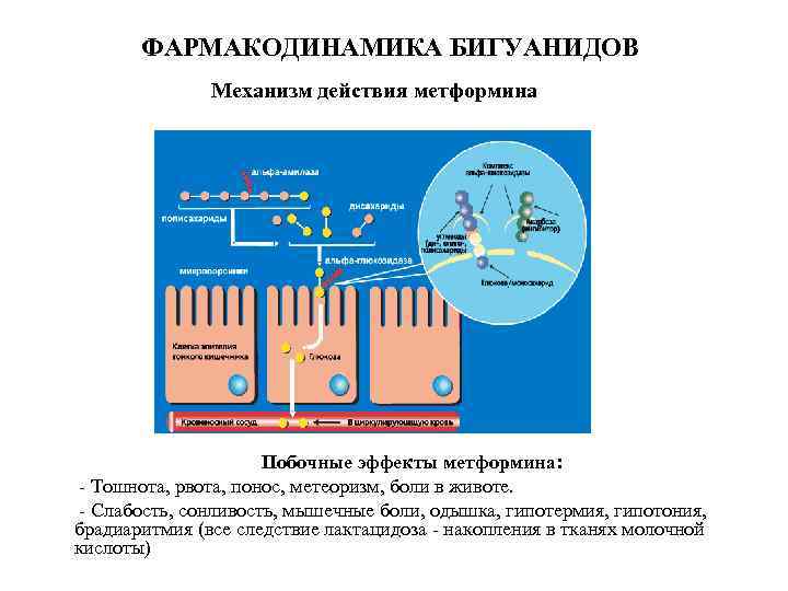 ФАРМАКОДИНАМИКА БИГУАНИДОВ Механизм действия метформина • • • Побочные эффекты метформина: Тошнота, рвота, понос,