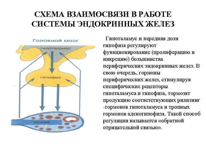 СХЕМА ВЗАИМОСВЯЗИ В РАБОТЕ СИСТЕМЫ ЭНДОКРИННЫХ ЖЕЛЕЗ Гипоталамус и передняя доля гипофиза регулируют функционирование