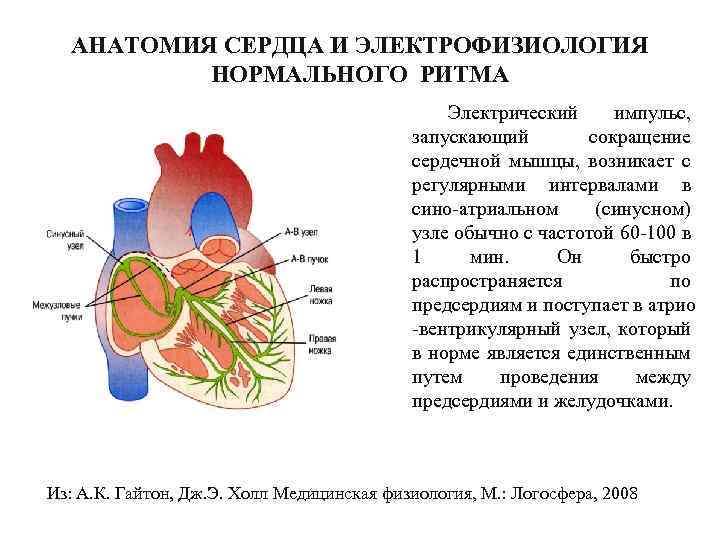 АНАТОМИЯ СЕРДЦА И ЭЛЕКТРОФИЗИОЛОГИЯ НОРМАЛЬНОГО РИТМА Электрический импульс, запускающий сокращение сердечной мышцы, возникает с