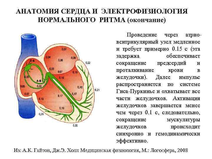 АНАТОМИЯ СЕРДЦА И ЭЛЕКТРОФИЗИОЛОГИЯ НОРМАЛЬНОГО РИТМА (окончание) Проведение через атрио вентрикулярный узел медленное и