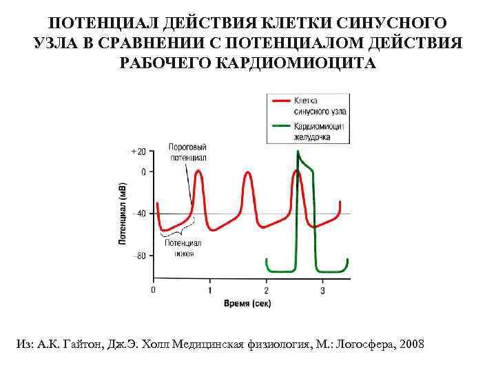 ПОТЕНЦИАЛ ДЕЙСТВИЯ КЛЕТКИ СИНУСНОГО УЗЛА В СРАВНЕНИИ С ПОТЕНЦИАЛОМ ДЕЙСТВИЯ РАБОЧЕГО КАРДИОМИОЦИТА Из: А.