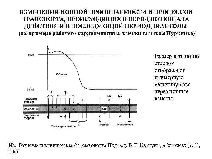 ИЗМЕНЕНИЯ ИОННОЙ ПРОНИЦАЕМОСТИ И ПРОЦЕССОВ ТРАНСПОРТА, ПРОИСХОДЯЩИХ В ПЕРИД ПОТЕНЦАЛА ДЕЙСТВИЯ И В ПОСЛЕДУЮЩИЙ