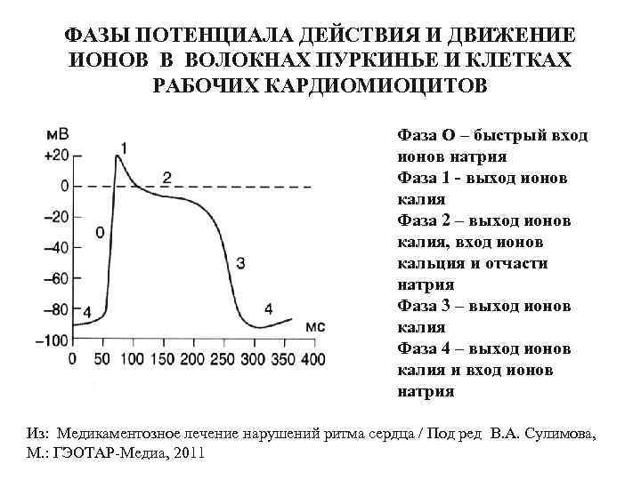 График изменения мембранного потенциала клеток водителя ритма сердца