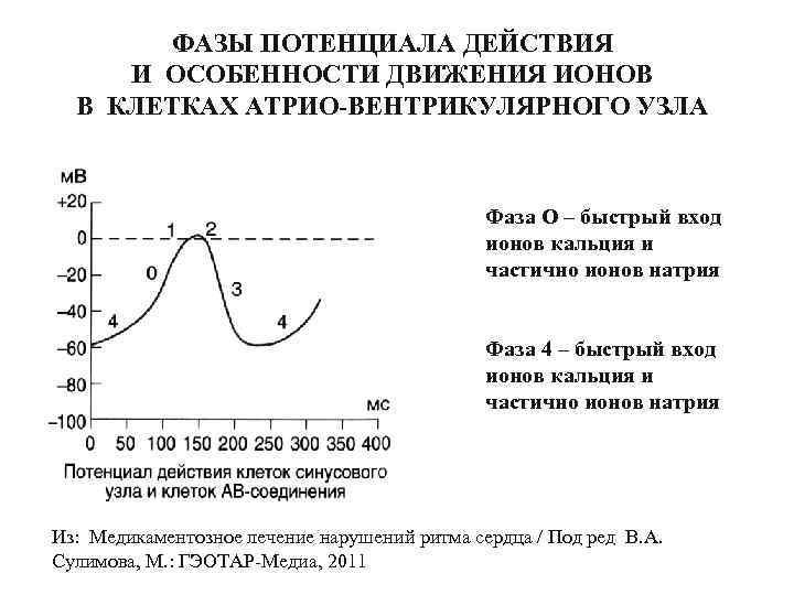 ФАЗЫ ПОТЕНЦИАЛА ДЕЙСТВИЯ И ОСОБЕННОСТИ ДВИЖЕНИЯ ИОНОВ В КЛЕТКАХ АТРИО-ВЕНТРИКУЛЯРНОГО УЗЛА Фаза О –