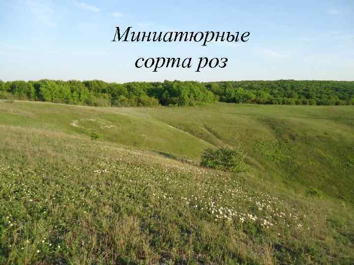 Миниатюрные сорта роз 