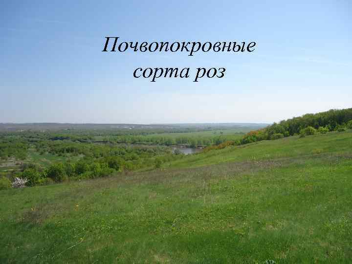 Почвопокровные сорта роз 