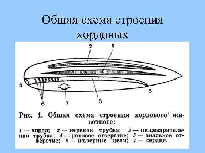 Общая схема строения хордовых 