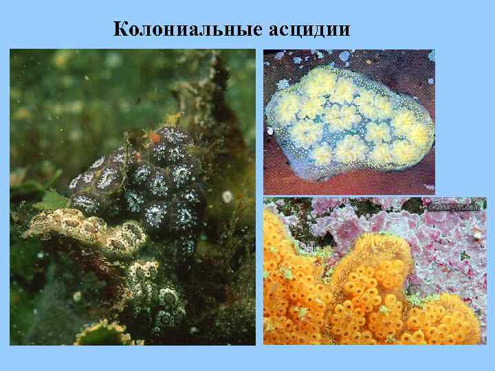 Колониальные асцидии 
