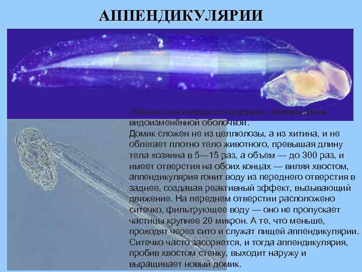 АППЕНДИКУЛЯРИИ Обычно она находится в домике, являющемся видоизменённой оболочкой. Домик сложен не из целлюлозы,