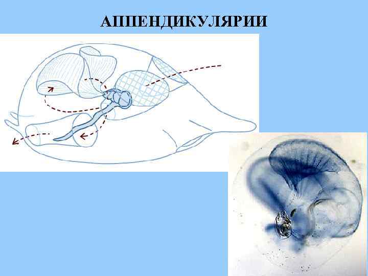 АППЕНДИКУЛЯРИИ 