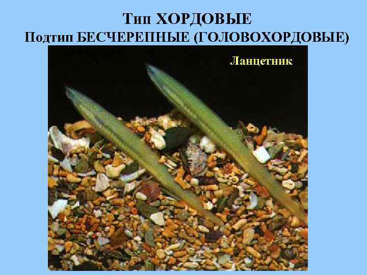 Тип ХОРДОВЫЕ Подтип БЕСЧЕРЕПНЫЕ (ГОЛОВОХОРДОВЫЕ) Ланцетник 