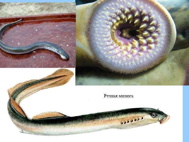 Речная минога 