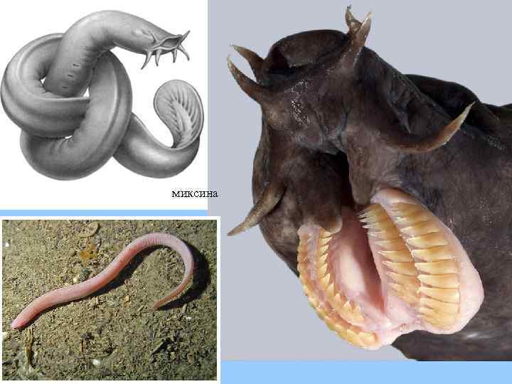 миксина 
