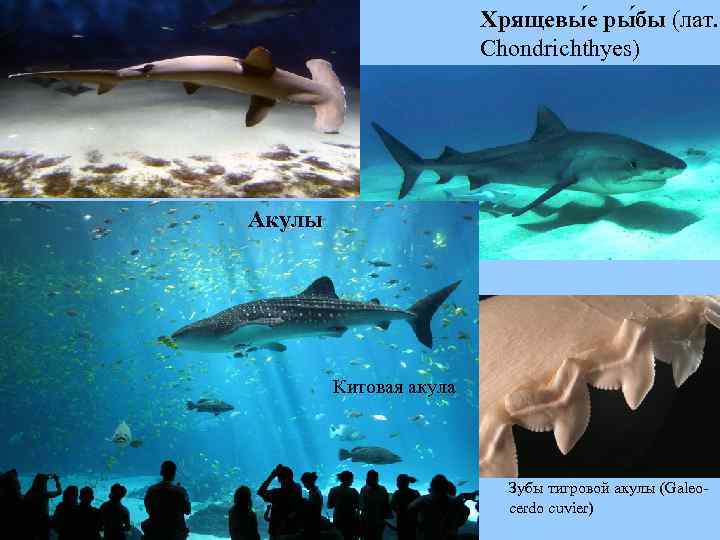 Хрящевы е ры бы (лат. Chondrichthyes) Акулы Китовая акула Зубы тигровой акулы (Galeocerdo cuvier)