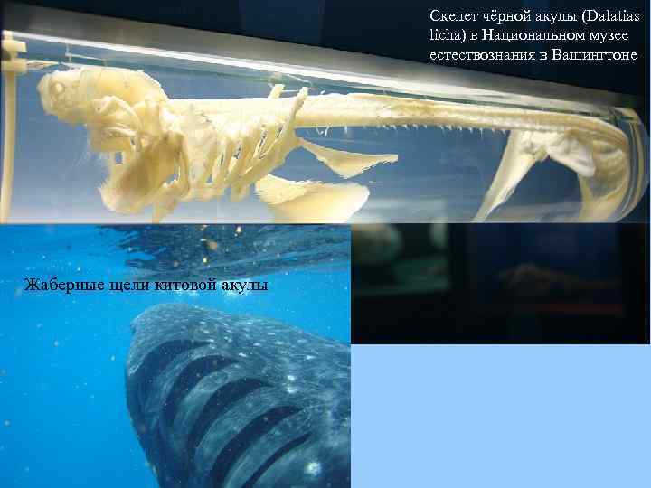 Скелет чёрной акулы (Dalatias licha) в Национальном музее естествознания в Вашингтоне Жаберные щели китовой