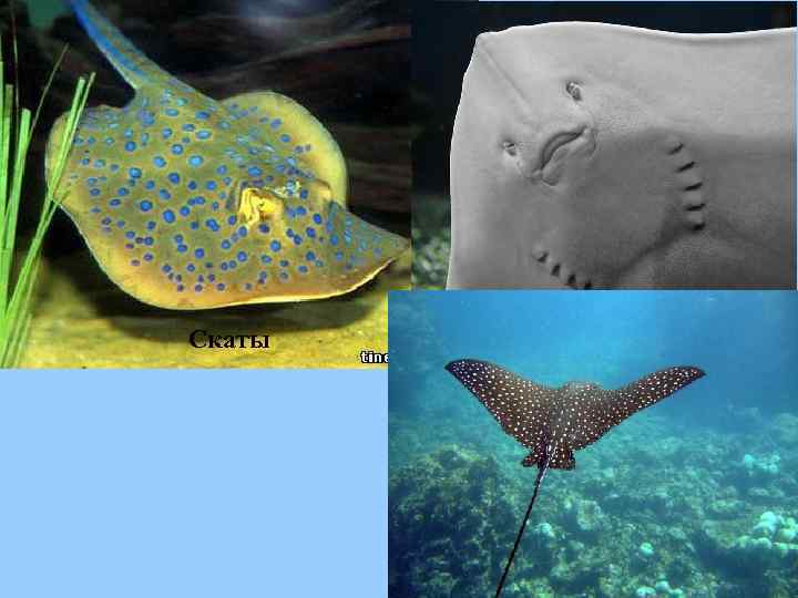 Скаты 