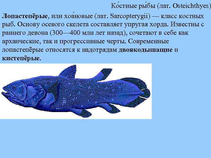 Ко стные ры бы (лат. Osteichthyes) Лопастепёрые, или хоа новые (лат. Sarcopterygii) — класс