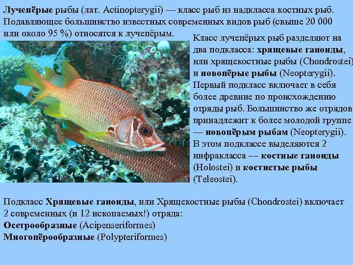 Лучепёрые рыбы (лат. Actinopterygii) — класс рыб из надкласса костных рыб. Подавляющее большинство известных
