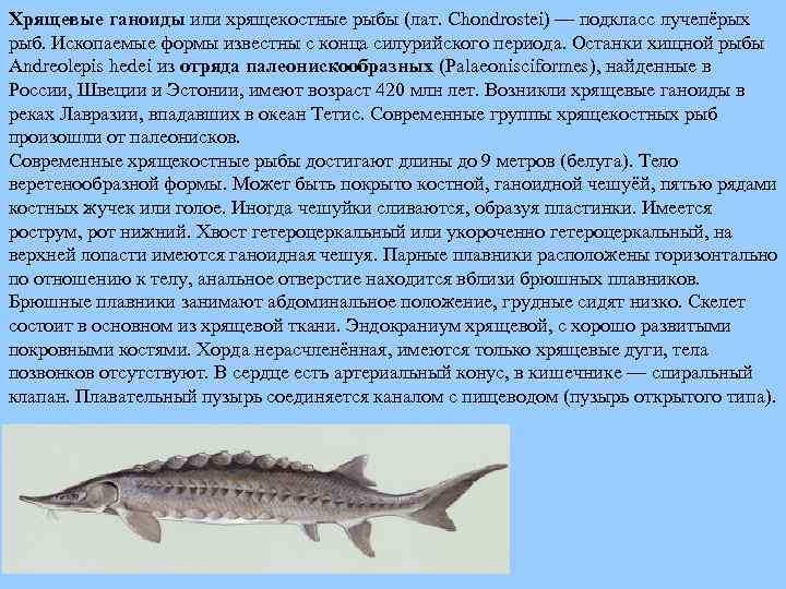 Хрящевые ганоиды или хрящекостные рыбы (лат. Chondrostei) — подкласс лучепёрых рыб. Ископаемые формы известны