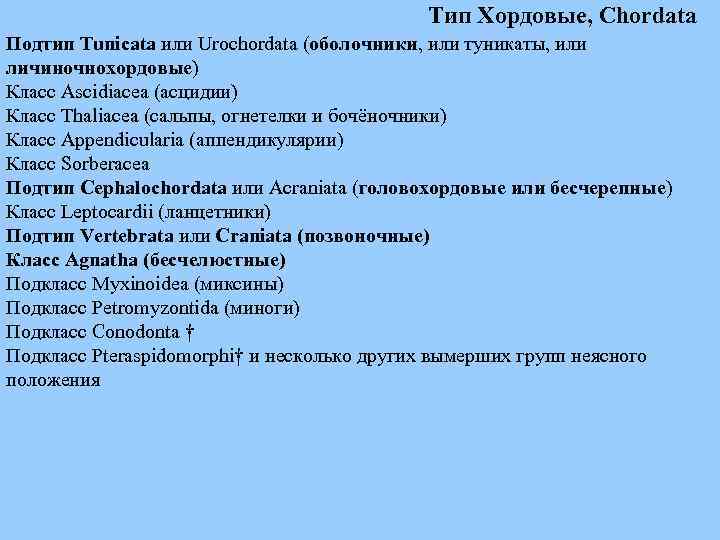 Тип Хордовые, Chordata Подтип Tunicata или Urochordata (оболочники, или туникаты, или личиночнохордовые) Класс Ascidiacea
