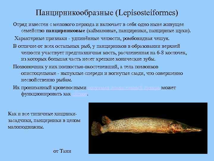 Панцирникообразные (Lepisosteiformes) Отряд известен с мелового периода и включает в себя одно ныне живущее