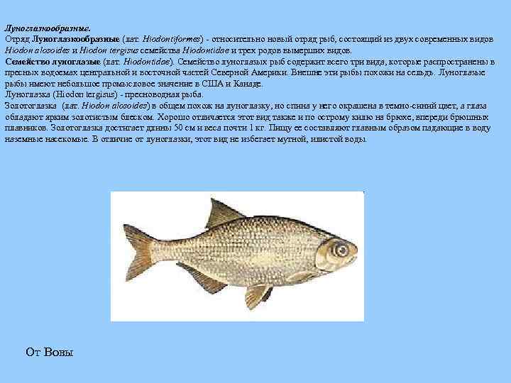 Луноглазкообразные. Отряд Луноглазкообразные (лат. Hiodontiformes) - относительно новый отряд рыб, состоящий из двух современных