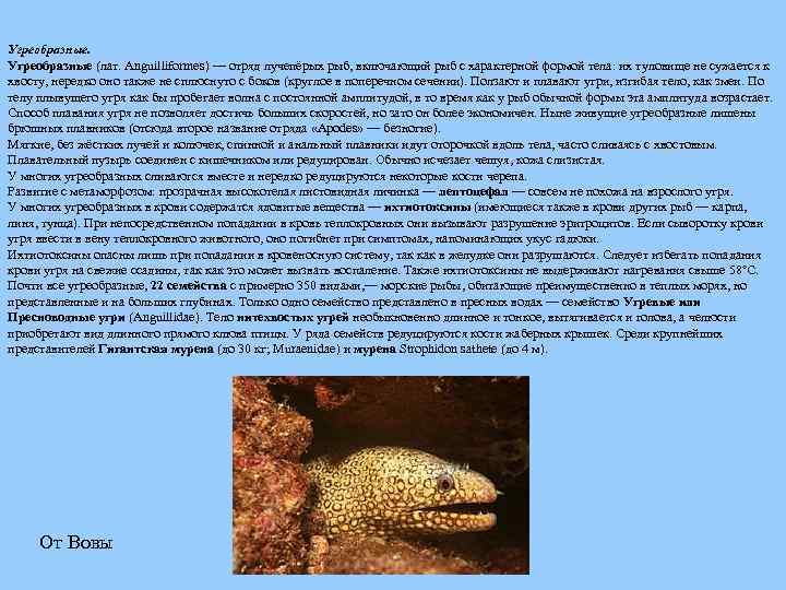 Угреобразные (лат. Anguilliformes) — отряд лучепёрых рыб, включающий рыб с характерной формой тела: их