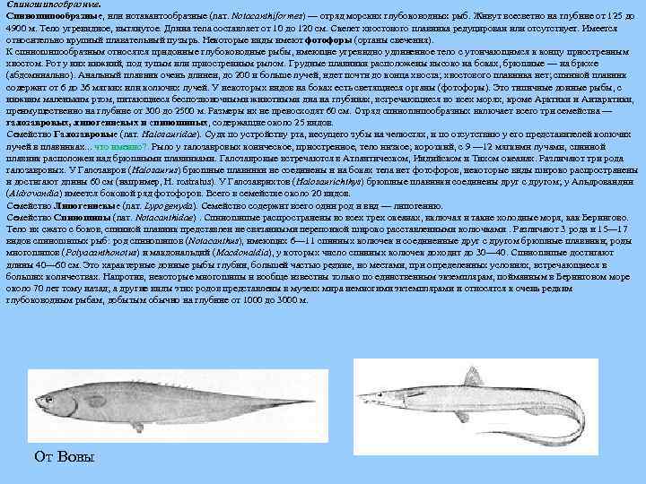 Спиношипообразные, или нотакантообразные (лат. Notacanthiformes) — отряд морских глубоководных рыб. Живут всесветно на глубине