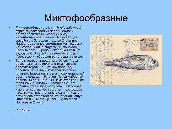 Миктофообразные • • • Миктофообразные (лат. Myctophiformes) — отряд глубоководных пелагических и бентопелагических морских