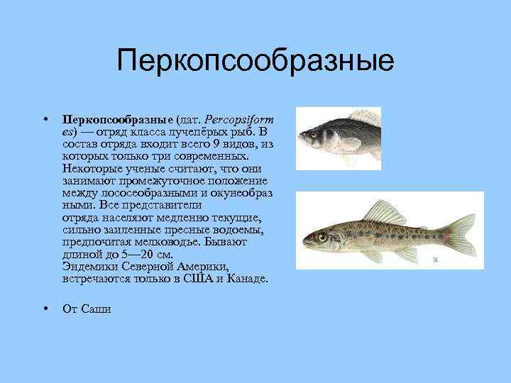 Перкопсообразные • Перкопсообразные (лат. Percopsiform es) — отряд класса лучепёрых рыб. В состав отряда