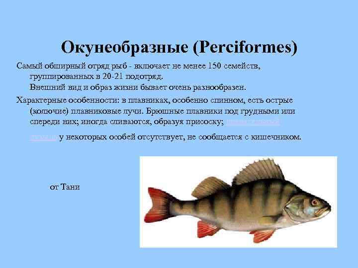 Окунеобразные (Perciformes) Самый обширный отряд рыб - включает не менее 150 семейств, группированных в