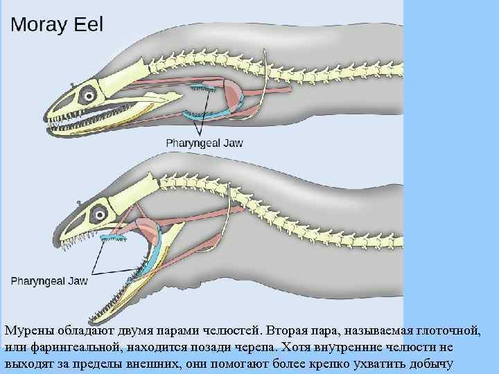 Мурены обладают двумя парами челюстей. Вторая пара, называемая глоточной, или фарингеальной, находится позади черепа.