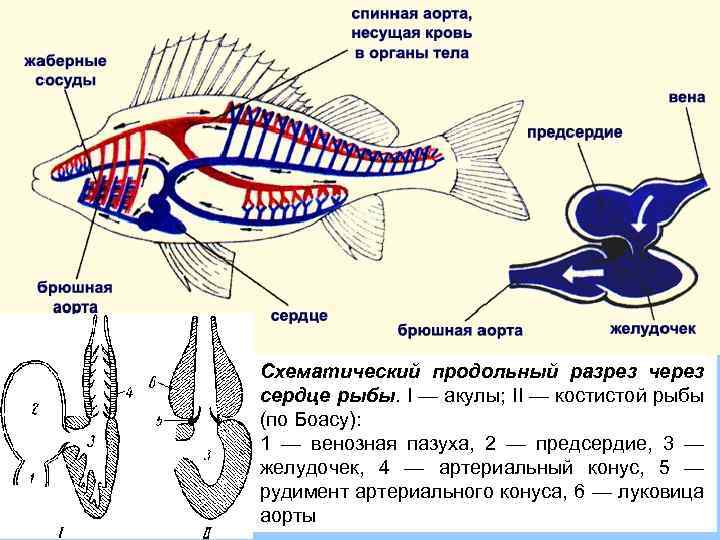 Схематический продольный разрез через сердце рыбы. I — акулы; II — костистой рыбы (по