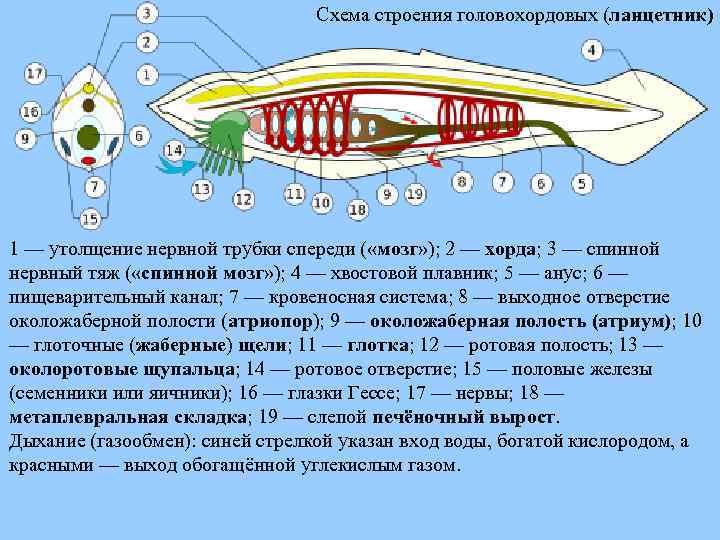 Схема строения головохордовых (ланцетник) 1 — утолщение нервной трубки спереди ( «мозг» ); 2
