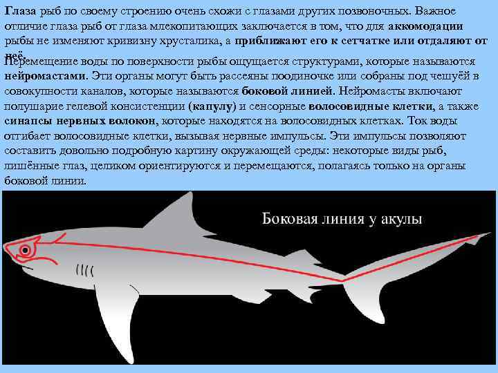 Глаза рыб по своему строению очень схожи с глазами других позвоночных. Важное отличие глаза