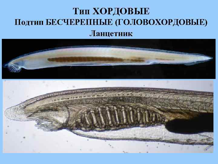 Тип ХОРДОВЫЕ Подтип БЕСЧЕРЕПНЫЕ (ГОЛОВОХОРДОВЫЕ) Ланцетник 