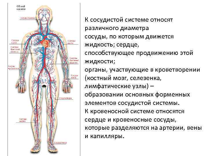 Анатомия и физиология сердца К сосудистой системе