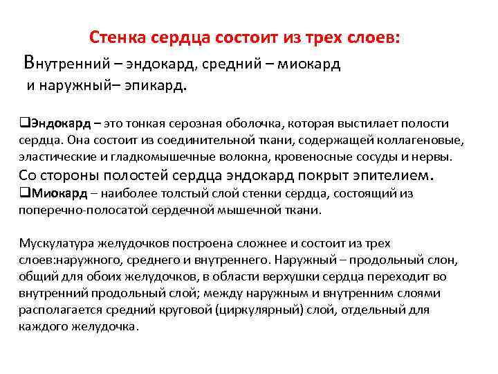 Стенка сердца состоит из трех слоев: Внутренний – эндокард, средний – миокард и наружный–