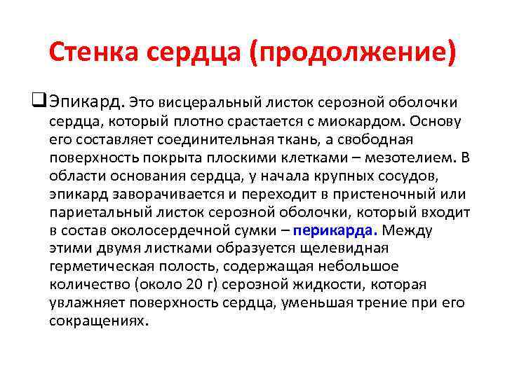 Стенка сердца (продолжение) q Эпикард. Это висцеральный листок серозной оболочки сердца, который плотно срастается