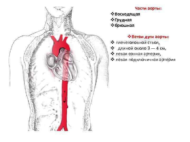 Части аорты: v. Восходящая v. Грудная vбрюшная v. Ветви дуги аорты: v плечеголовной ствол,