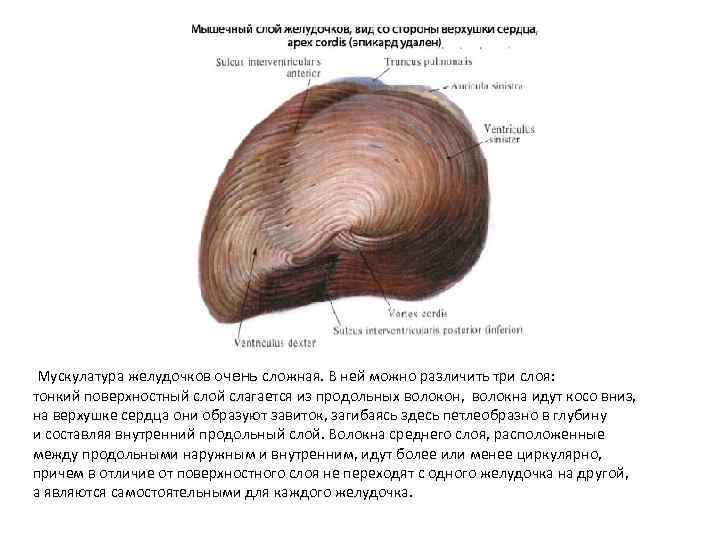  Мускулатура желудочков очень сложная. В ней можно различить три слоя: тонкий поверхностный слой