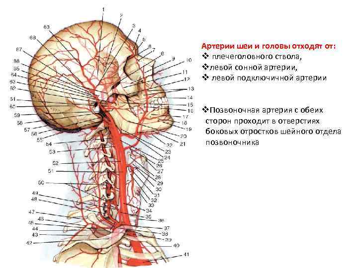 Общая сонная артерия схема