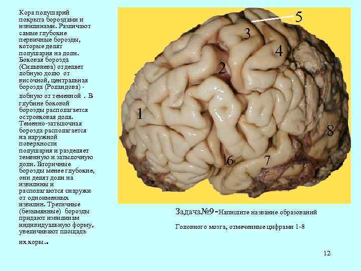 Значение борозд и извилин на поверхности коры. Анатомия коры головного мозга доли борозды извилины.
