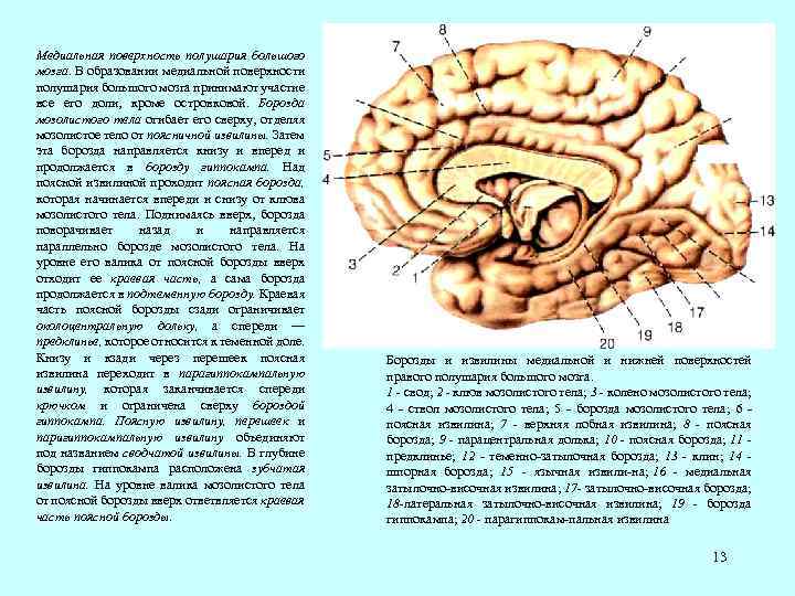 Парацентральная долька. Извилины 1 порядка.